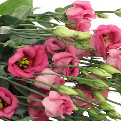 Lisianthus rosa Piccolo Einfach 5+Blute 70cm