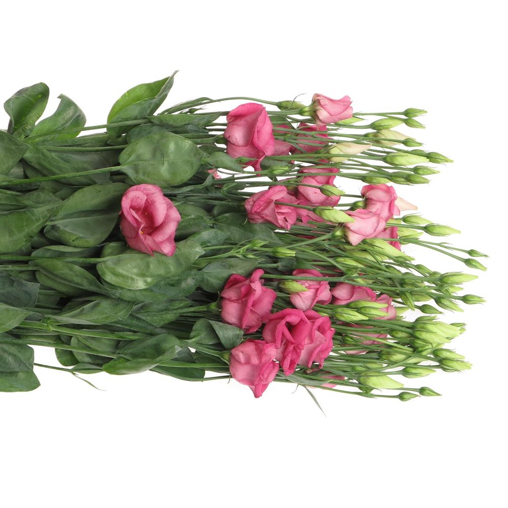 Lisianthus rosa Piccolo Einfach 5+Blute 70cm