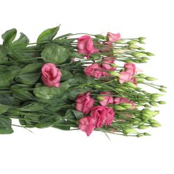 Lisianthus rosa Piccolo Einfach 5+Blüte 70cm