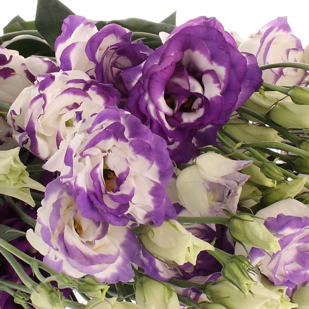 Lisianthus weiss/blau Picotee 5+Blüte 70cm