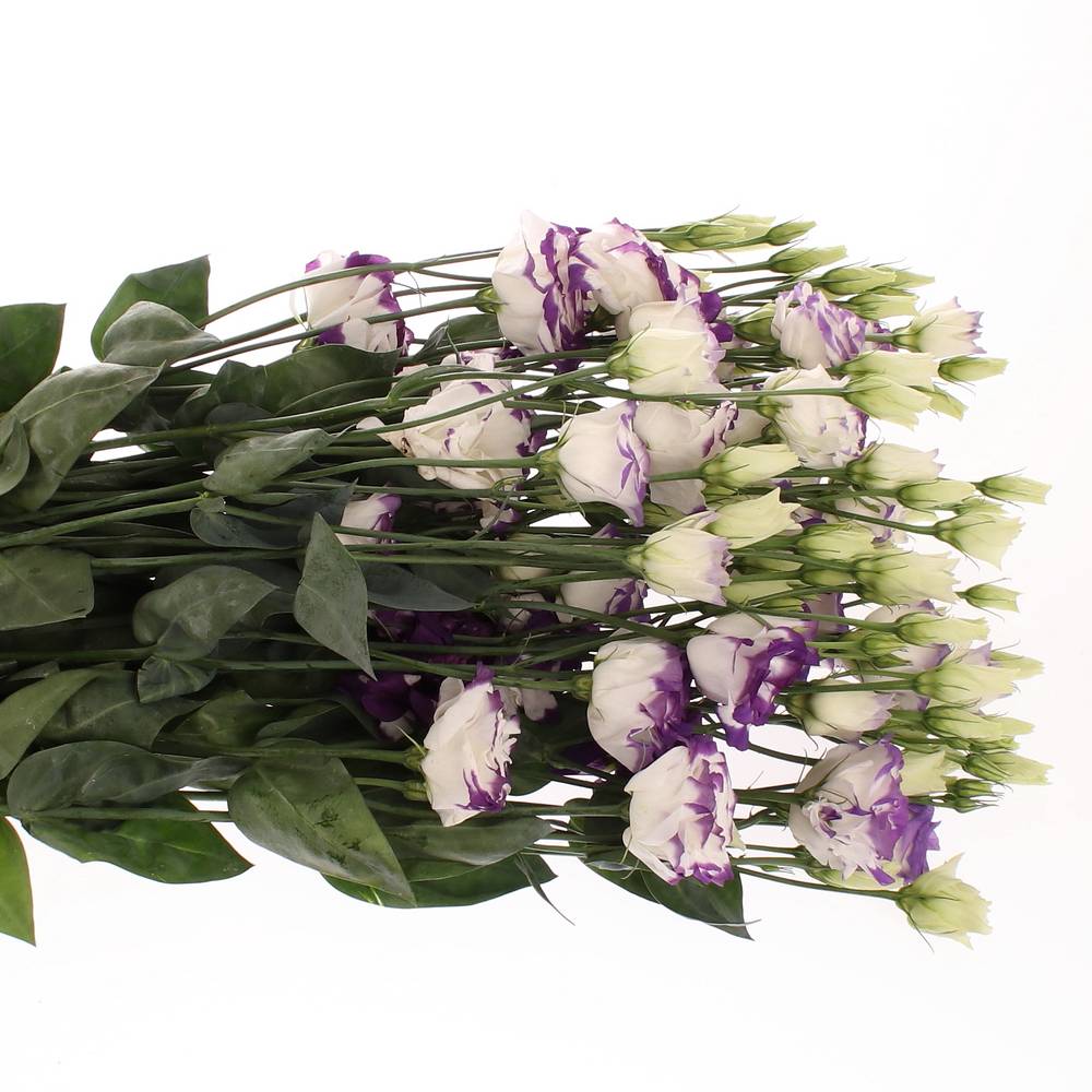 Lisianthus weiss/blau Picotee 5+Blüte 70cm