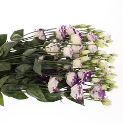 Lisianthus weiss/blau Picotee 5+Blüte 70cm