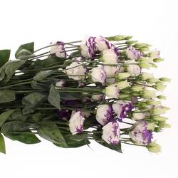 Lisianthus weiss/blau Picotee 5+Blute 70cm