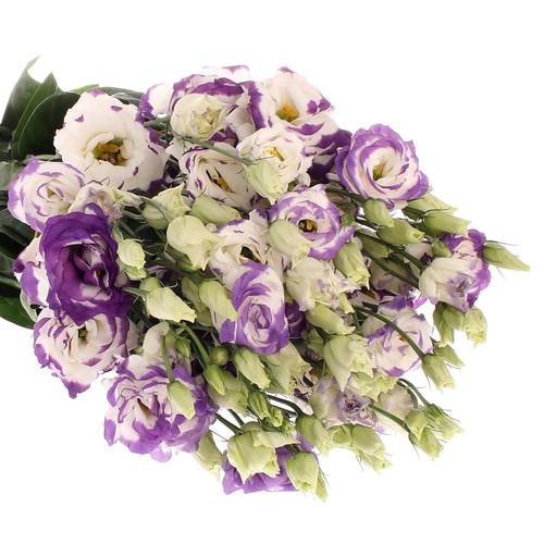Lisianthus weiss/blau Picotee 5+Blüte 70cm