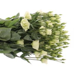 Lisianthus grün Rosita 5+Blüte 70cm