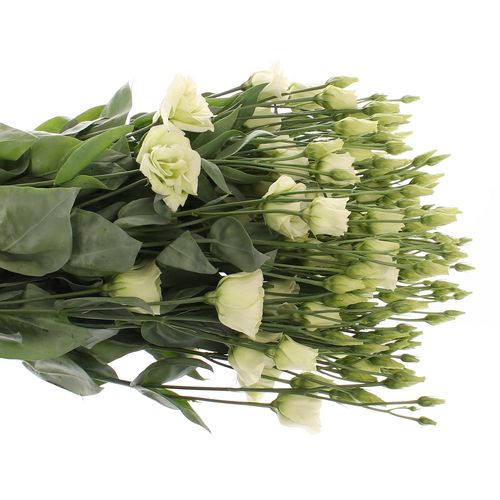 Lisianthus grün Rosita 5+Blüte 70cm