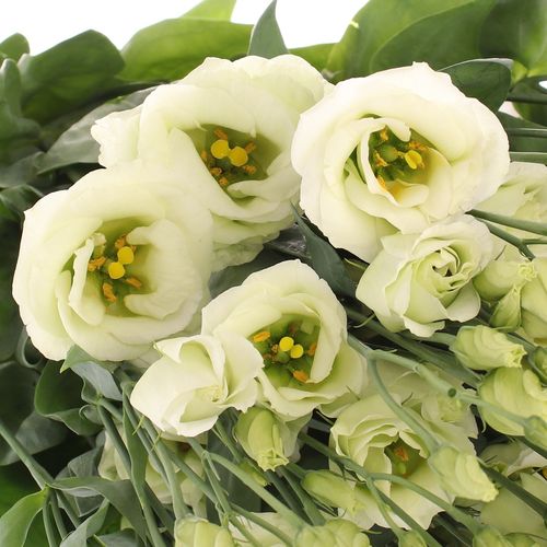Lisianthus grün Rosita 5+Blüte 70cm