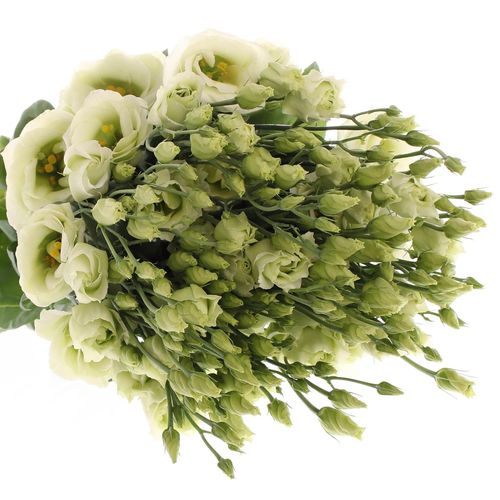 Lisianthus grün Rosita 5+Blüte 70cm