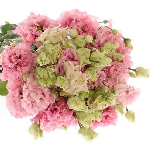 Lisianthus rosa Alissa 5+Blüte 70cm
