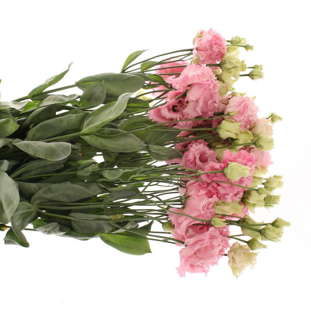 Lisianthus rosa Alissa 5+Blüte 70cm