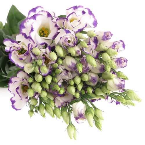Lisianthus weiss/blau  picotee 70cm