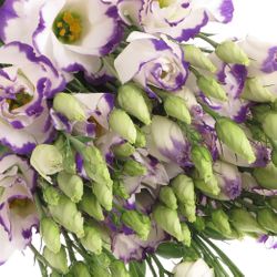 Lisianthus weiss/blau  picotee 70cm