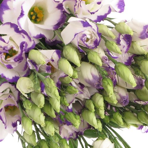 Lisianthus weiss/blau  picotee 70cm