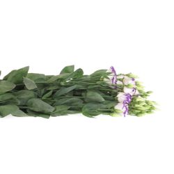 Lisianthus weiss/blau  picotee 70cm