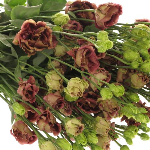 Lisianthus braun Rosanne 5+Blüte 70cm