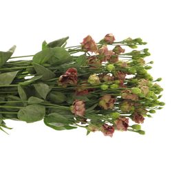 Lisianthus braun Rosanne 5+Blüte 70cm