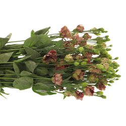 Lisianthus braun Rosanne 5+Blute 70cm