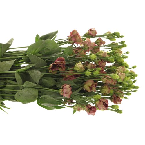 Lisianthus braun Rosanne 5+Blüte 70cm