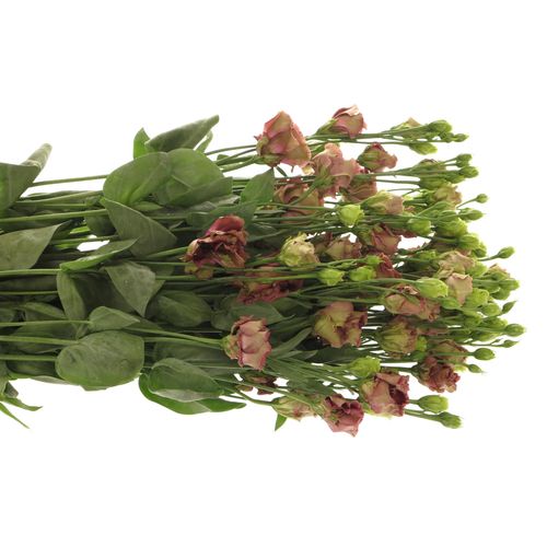 Lisianthus braun Rosanne 5+Blute 70cm