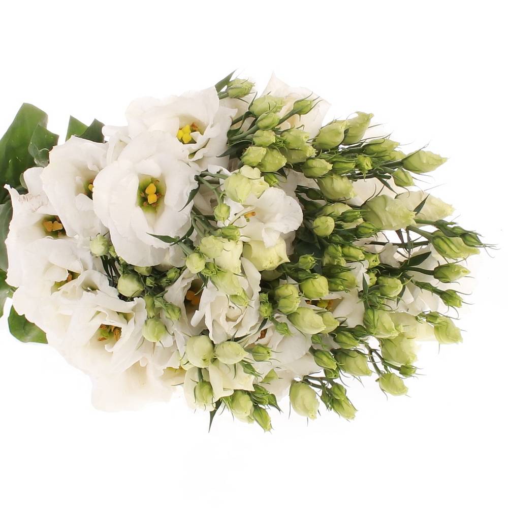 Lisianthus weiss Rosita 5+Blüte 60cm