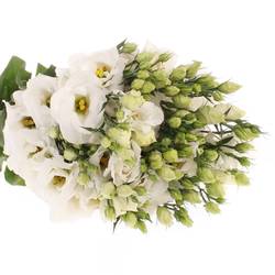 Lisianthus weiss Rosita 5+Blüte 60cm
