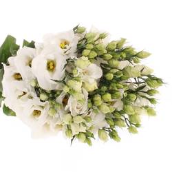 Lisianthus weiss Rosita 5+Blute 60cm