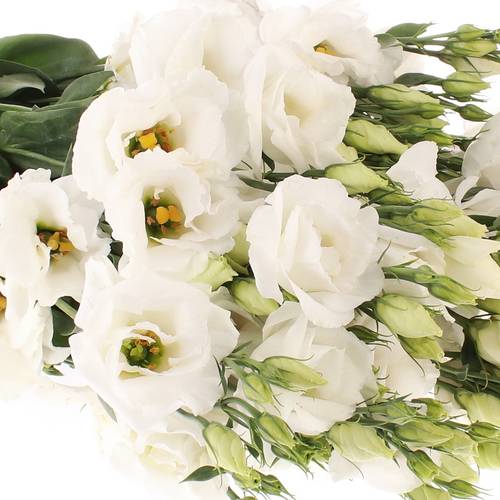 Lisianthus weiss Rosita 5+Blüte 60cm
