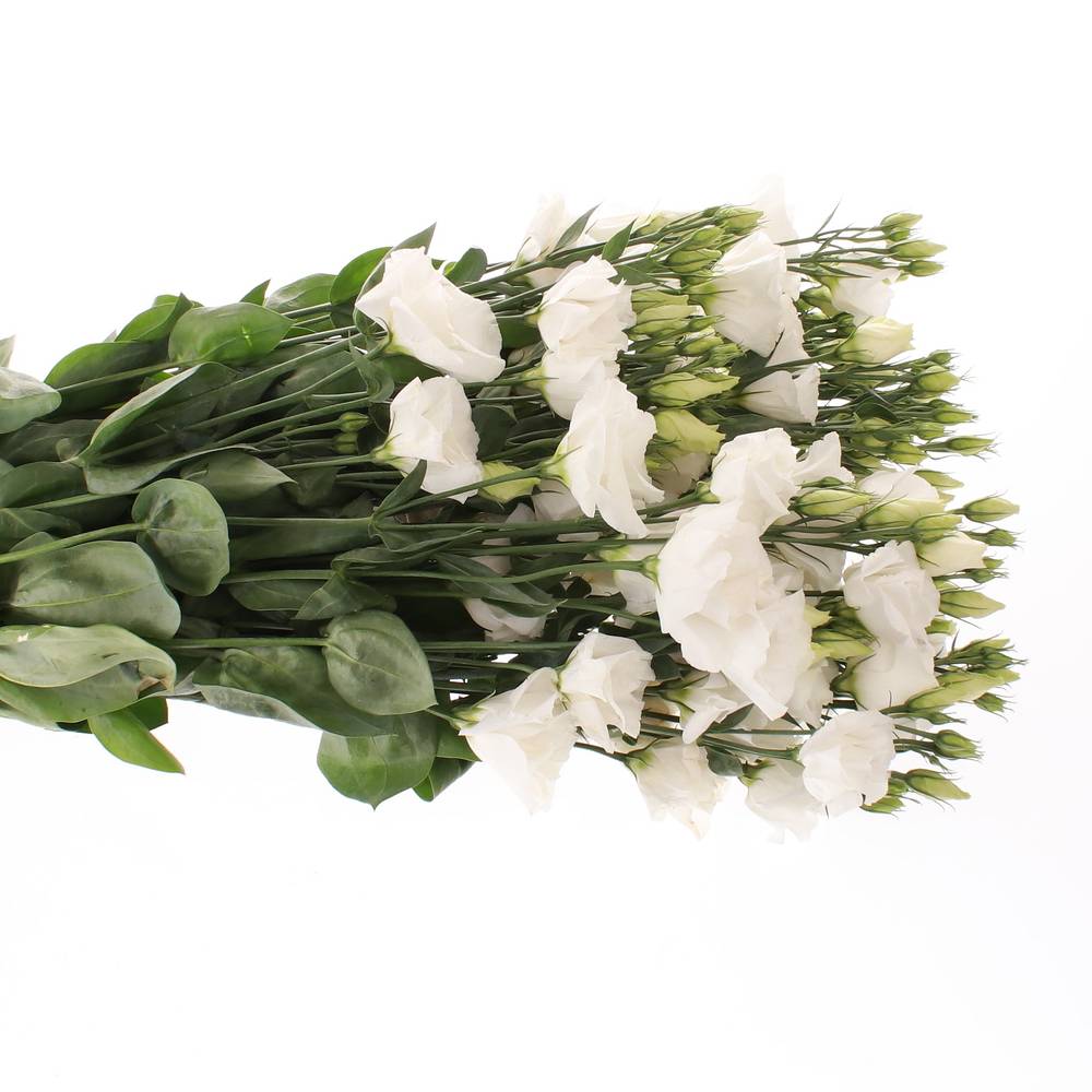 Lisianthus weiss Rosita 5+Blute 60cm