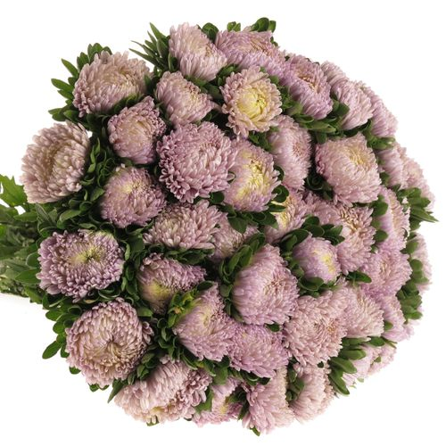 Aster milka 40cm