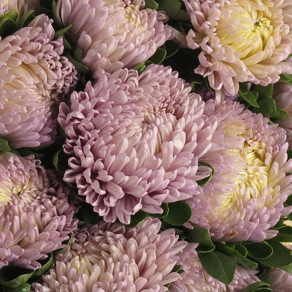 Aster milka 40cm