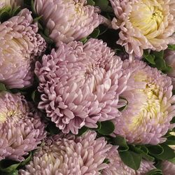 Aster milka 40cm
