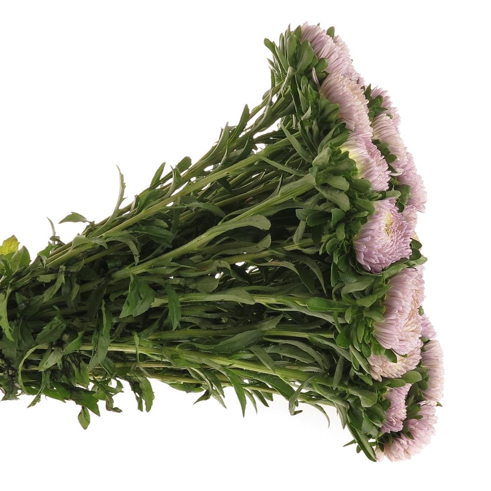 Aster milka 40cm