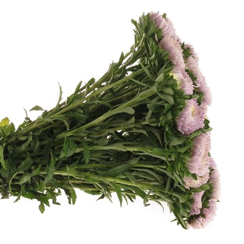 Aster milka 40cm