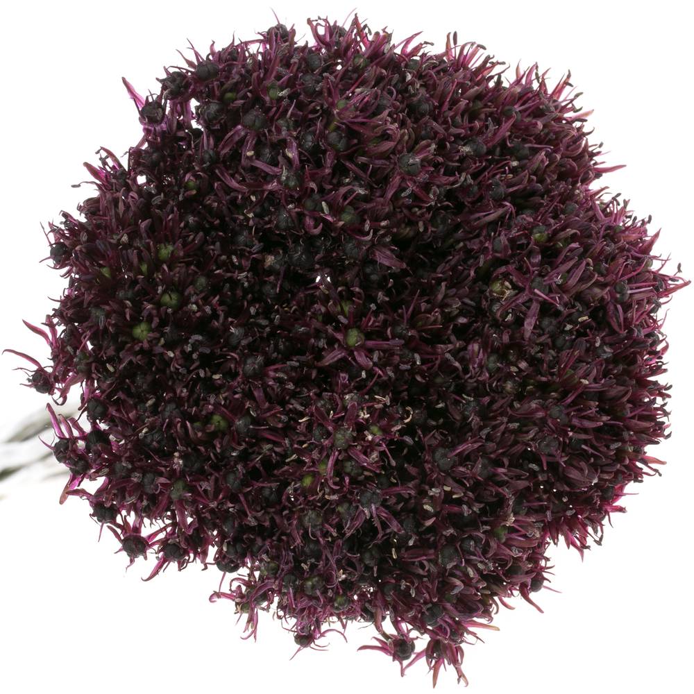 Alium lila Atropurper 60cm
