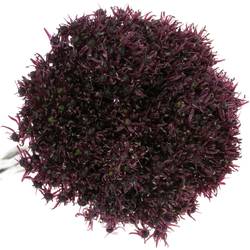 Alium lila Atropurper 60cm