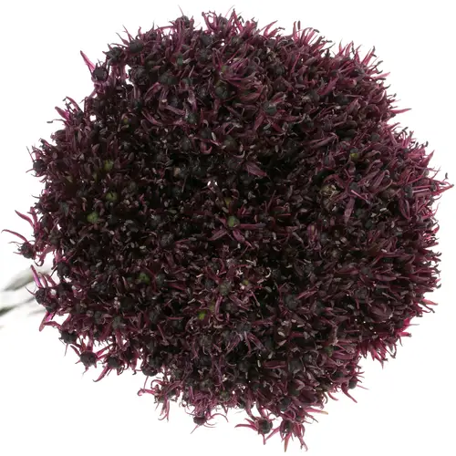 Alium lila Atropurper 60cm