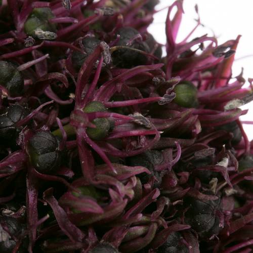 Alium lila Atropurper 60cm