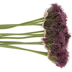 Alium lila Atropurper 60cm