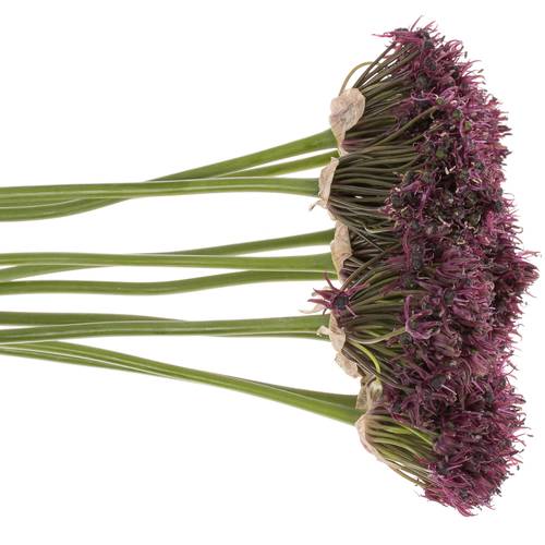 Alium lila Atropurper 60cm