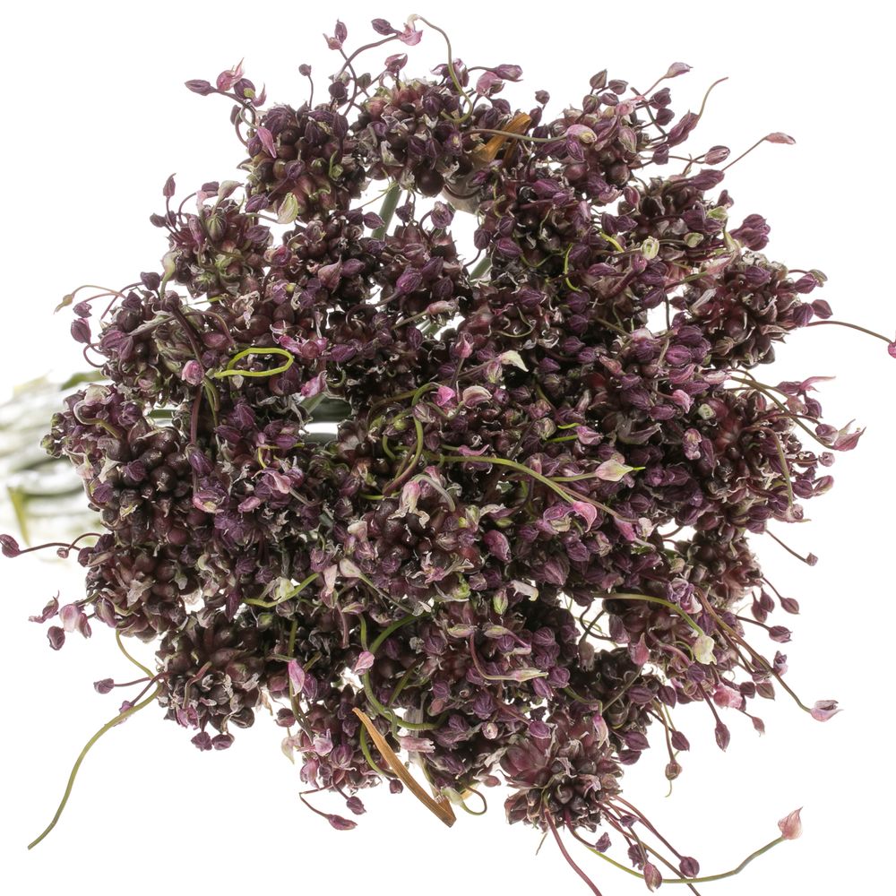 Alium lila Art Mini 80cm