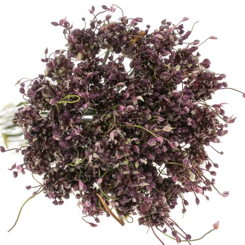 Alium lila Art Mini 80cm