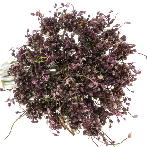 Alium lila Art Mini 80cm
