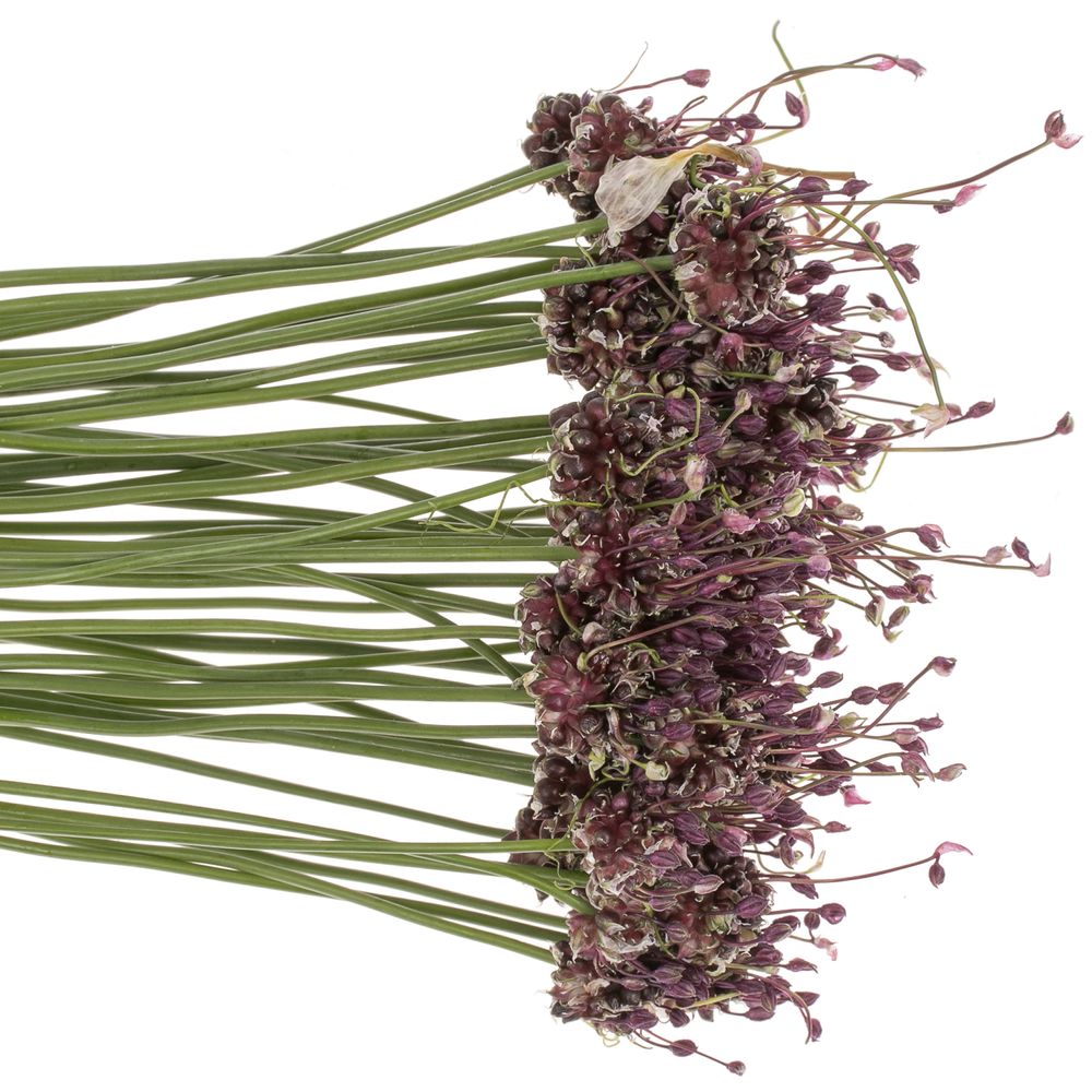 Alium lila Art Mini 80cm