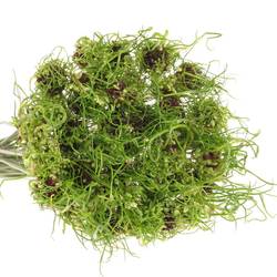 Alium grün Dready 60cm