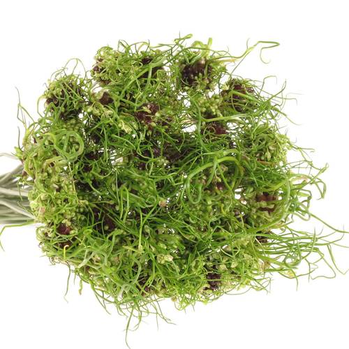 Alium grün Dready 60cm