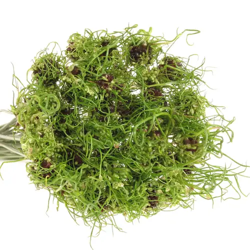 Alium grün Dready 60cm