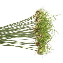 Alium grün Dready 60cm
