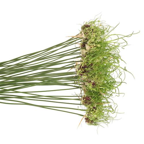 Alium grün Dready 60cm