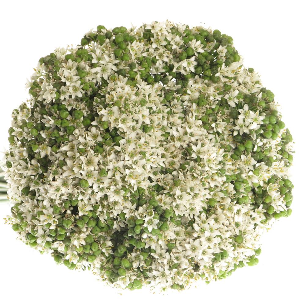 Alium weiss Tubarosu 60cm