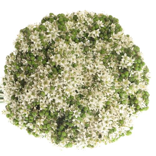 Alium weiss Tubarosu 60cm